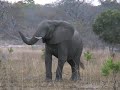 Zambia Busanga Trails