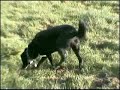 Walking Buddy - The Story So Far...