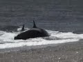 Ballena atrapa a hombre en la playa