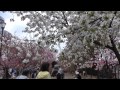 桜の通り抜け「特別観桜会」・大阪造幣局 桜の通り抜け