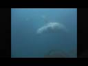 Diving with Seals - The Farne Islands Nov 2008
