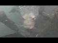 videos de Diving with Seals - The Farne Islands Nov 2008