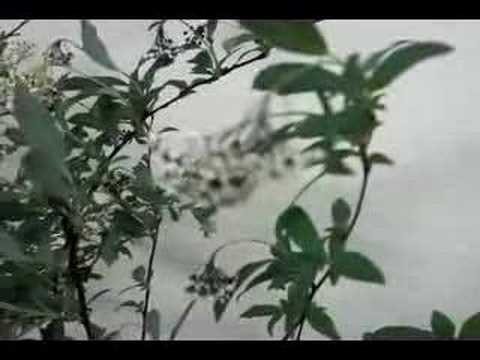 ほうしゅん  P905I モビー　＠　モバイル 写楽　「JR野幌駅南口　今週の生け花」２００８年４月２日