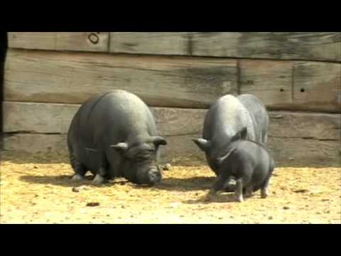 0 El zoológico de Lagos