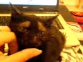 Kitty Purr