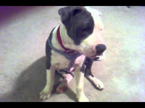 how to train blue nose pitbull