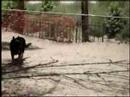 ZOOKIE HERDING SHEEP