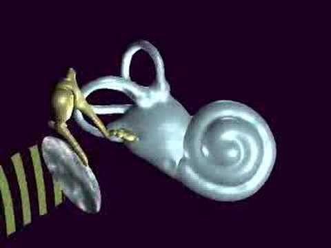Hearing - The Sense of Hearing.