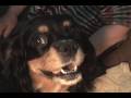 Watch a Spaniel Dog Give Birth!