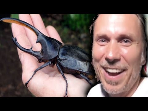 YouTube reptile video