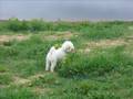 Bichón Boloñés video
