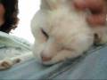 videos de An Angel Needs You