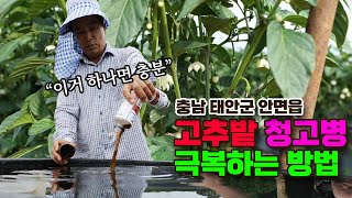 토생수