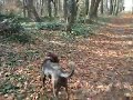 A Stroll in the Woods