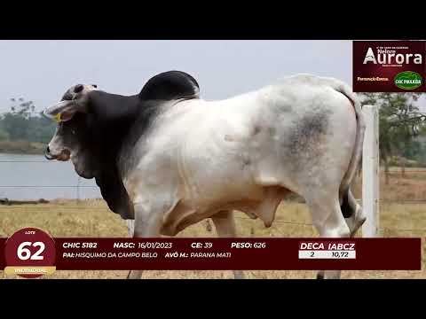 4� De Olho na Fazenda - NELORE AURORA participa��o Chico Paulic�ia