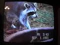 Racoon