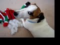 Duke Dog Jack Russell Toy Destroyer & Katie Doxie Doll