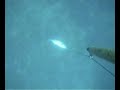 [M. Dada] Ricciola kg 13