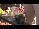 Gardening: Repelling Pests : How to Build a Chase Barn Cloche Gardening: Repelling Pests : How to Build a Chase Barn Cloche