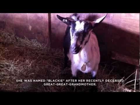 Goat Birthing