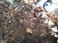Puffball