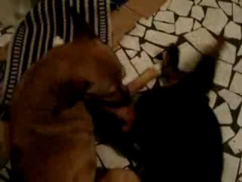 rottwailer