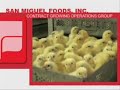 Broiler Contract Growing using Tunnel Ventilation System Broiler Contract Growing using Tunnel Ventilation System