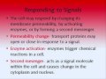 cell funtions and processes part 2b (rosstyn)