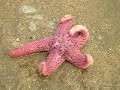 starfish starfish
