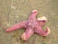 starfish
