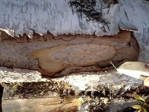 how to harvest birch bark for tea