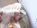 jupiter.mov