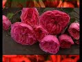 Flowers: Chivers with George