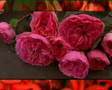 Flowers: Chivers with George
