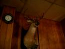 Elk sing the Cubs Song