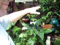 garden consultation tour