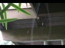 Spider building web