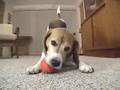 Beagle Play