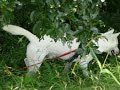Kishu - At a green field #2