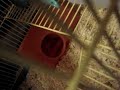 Olha como ele é gordooo...Pior q tem uma rodinha lá pra ele,mais ele não anda =/ ...agora ele é um hamster velho e obeso..
