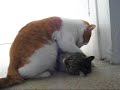 cat rape