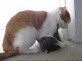 videos de cat rape