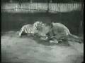 tigress beat lion