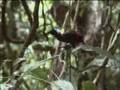 David Attenborough finds the rare exotic Wilson's bird of paradise  - BBC wildlife