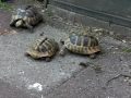 kort gevecht schildpadden + terugtrekken in het hok voor de nacht