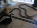Jon's Cats vs. R.C. Car