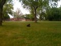 videos de Snoopy Go Fetch