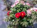 Tree Peonies 5