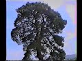 ROZAJE - ROZAJE -