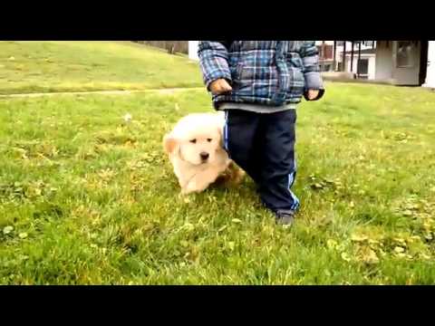 Bear - AKC champion lines